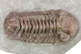 Interesting, Red Austerops Trilobite - Zireg, Morocco #273407-1